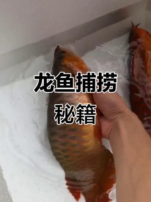 龍魚拉血最怕三個東西圖片