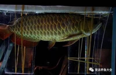 龍魚夾板治療有效果嗎：龍魚夾板治療有效嗎 龍魚夾板治療有效果嗎：龍魚夾板治療有效嗎 龍魚百科 第2張