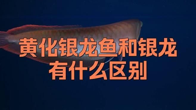 銀龍魚品種圖片大全 銀龍魚品種圖片大全 龍魚百科 第20張