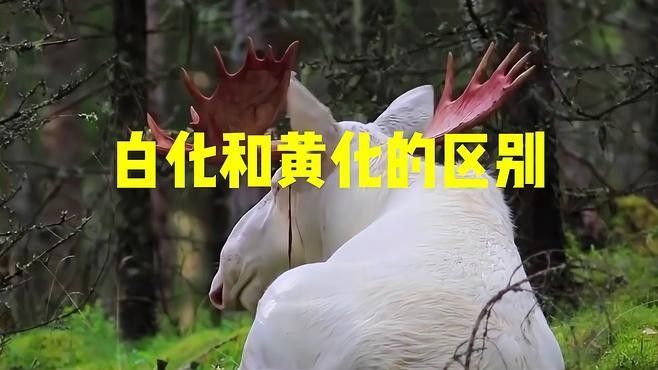銀龍魚品種圖片大全 銀龍魚品種圖片大全 龍魚百科 第22張
