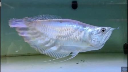 銀龍魚品種圖片大全 銀龍魚品種圖片大全 龍魚百科 第3張