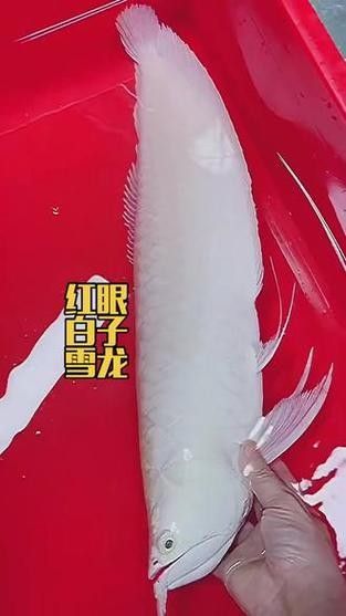 銀龍魚品種圖片大全 銀龍魚品種圖片大全 龍魚百科 第26張