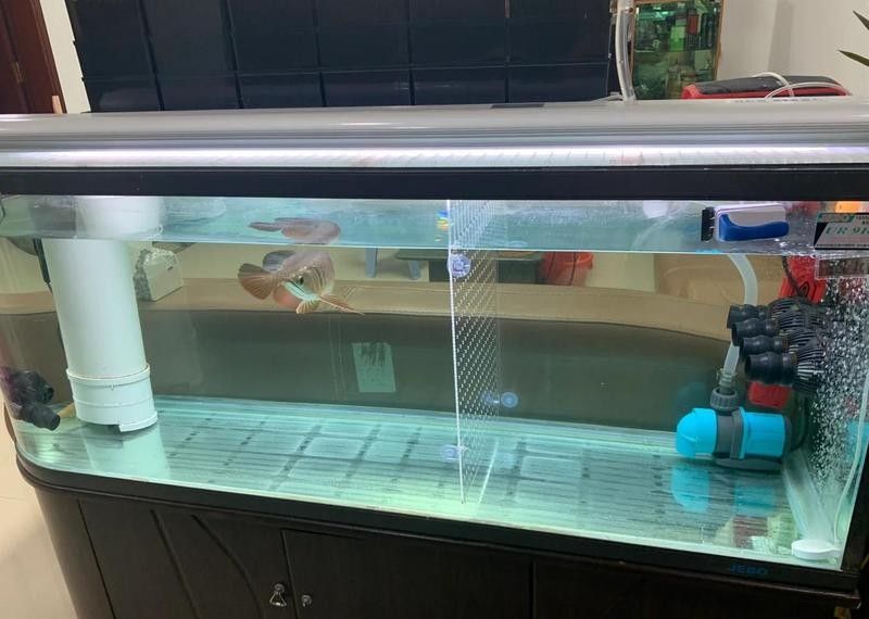 銀龍魚品種圖片大全 銀龍魚品種圖片大全 龍魚百科 第25張