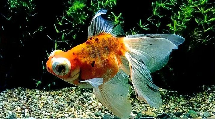金龍魚鱗片發黑需要多久才能恢復？ 金龍魚鱗片發黑需要多久才能恢復？ 龍魚百科 第15張