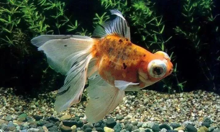 金龍魚鱗片發黑需要多久才能恢復？ 金龍魚鱗片發黑需要多久才能恢復？ 龍魚百科 第14張