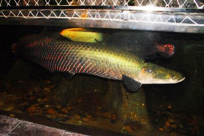 龍魚能吃牛肉嗎？（龍魚可以吃牛肉嗎？）