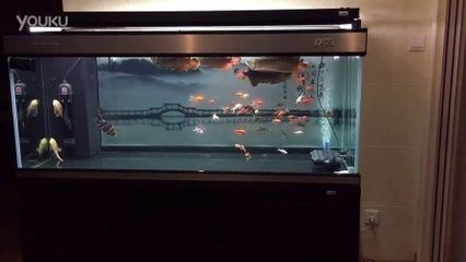 新入缸龍魚呆在上層不游動：新入缸龍魚呆在上層不游動怎么辦 新入缸龍魚呆在上層不游動：新入缸龍魚呆在上層不游動怎么辦 龍魚百科 第2張