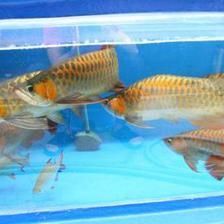 短身龍魚好嗎值得養(yǎng)嗎：短身龍魚好嗎養(yǎng)殖短身龍魚需要更多的時間來學(xué)習(xí)和適應(yīng) 短身龍魚好嗎值得養(yǎng)嗎：短身龍魚好嗎養(yǎng)殖短身龍魚需要更多的時間來學(xué)習(xí)和適應(yīng) 龍魚百科 第1張