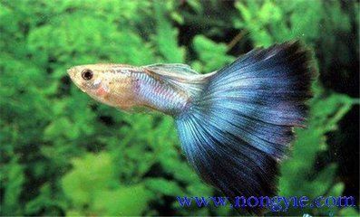 孔雀龍魚能長多大：孔雀龍魚養殖技巧分享