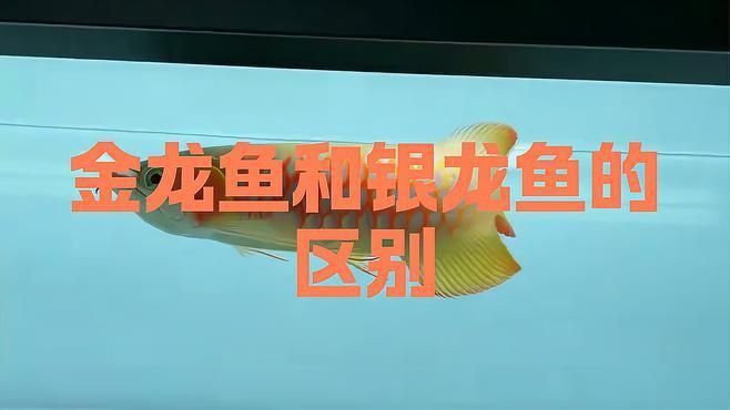 金龍魚與銀龍魚對(duì)比 龍魚百科 第2張 金龍魚與銀龍魚對(duì)比 金龍魚與銀龍魚對(duì)比 龍魚百科 第2張