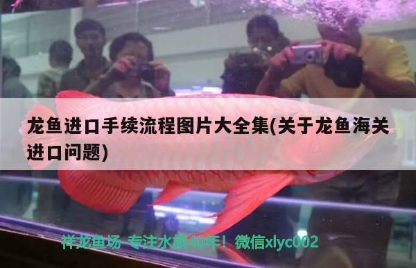 龍魚進口手續流程及費用：龍魚進口手續流程及費用摘要