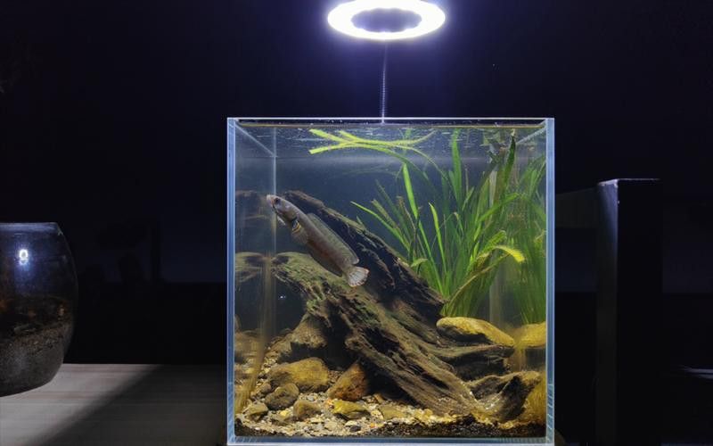 新手養(yǎng)什么雷龍魚