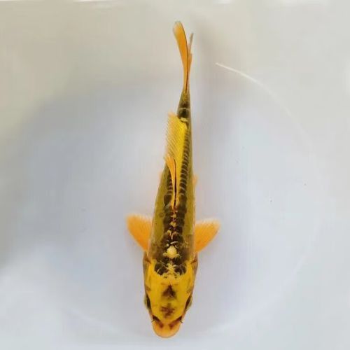 藍(lán)龍魚的圖片大全大圖
