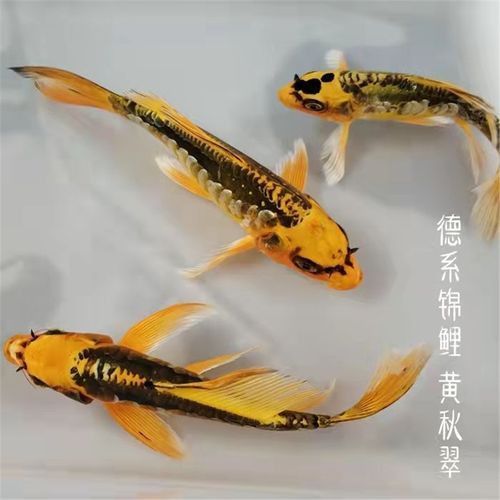 藍(lán)龍魚的圖片大全大圖