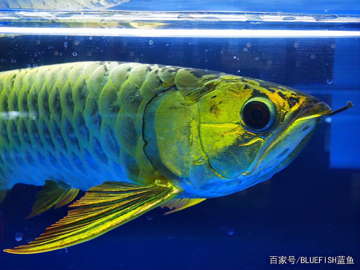 藍(lán)龍魚的圖片大全大圖
