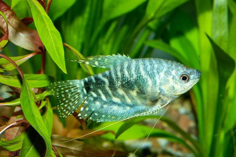 藍(lán)龍魚的圖片大全大圖