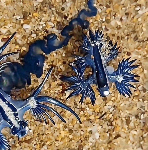 藍(lán)龍魚的圖片大全大圖
