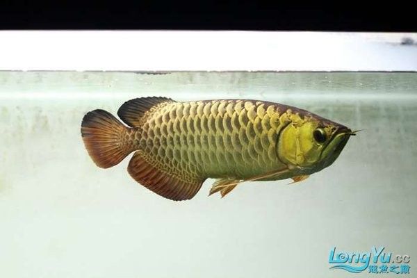 馬來西亞金龍魚和新加坡哪個好