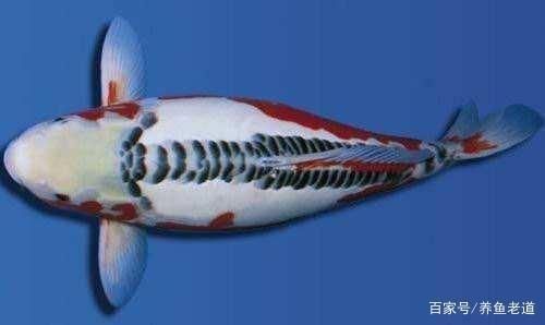 土霉素在魚缸多久失去藥效（土霉素對(duì)魚缸水質(zhì)影響）