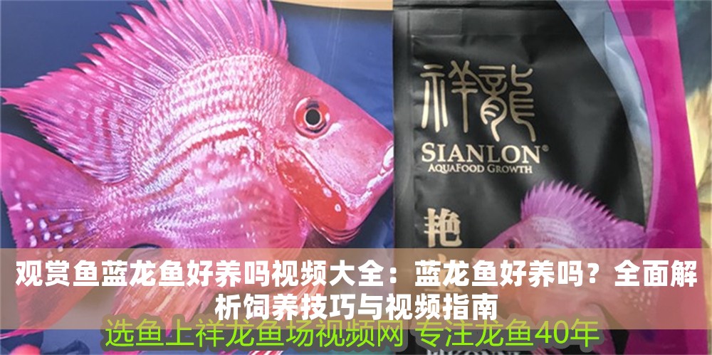 觀賞魚藍(lán)龍魚好養(yǎng)嗎視頻大全：藍(lán)龍魚好養(yǎng)嗎？全面解析飼養(yǎng)技巧與視頻指南
