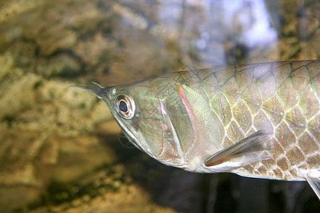 透明銀龍魚（什么是透明銀龍魚？）