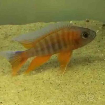馬拉莫寶石魚苗混養注意事項：馬拉莫寶石魚苗在混養時需要注意以下幾個方面，以確保它們健康成長