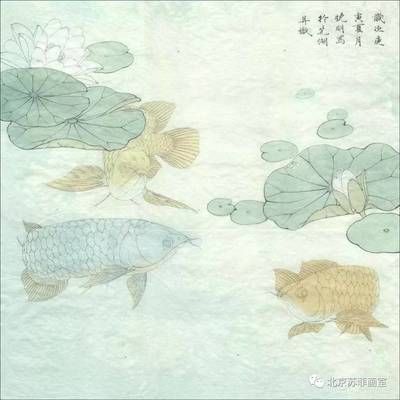 紅龍魚眼睛周圍綠色（所有紅龍魚都是綠眼睛嗎）