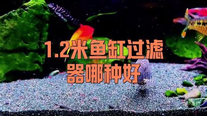 龍魚缸濾材放什么最好用呢