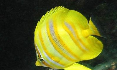紅龍魚的價格多少錢一條啊視頻教程下載（紅龍魚的價格多少錢一條啊視頻教程下載）