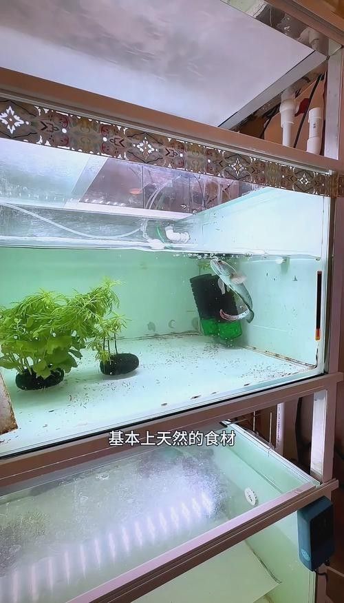 雷龍魚趴缸期間需要喂食嗎？