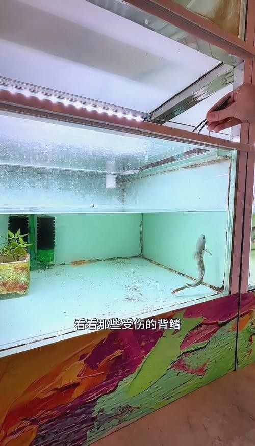 雷龍魚趴缸期間需要喂食嗎？