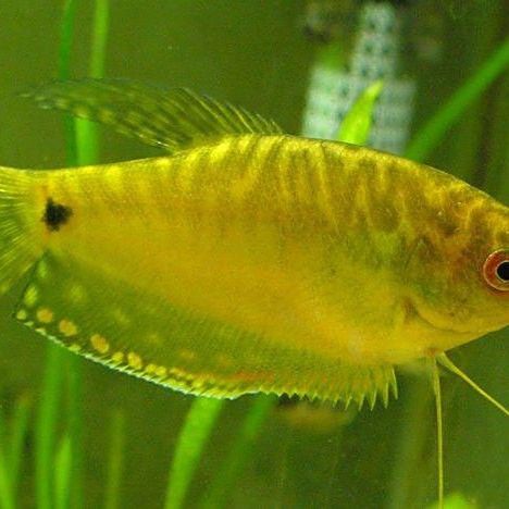 曼龍魚繁殖周期是多久