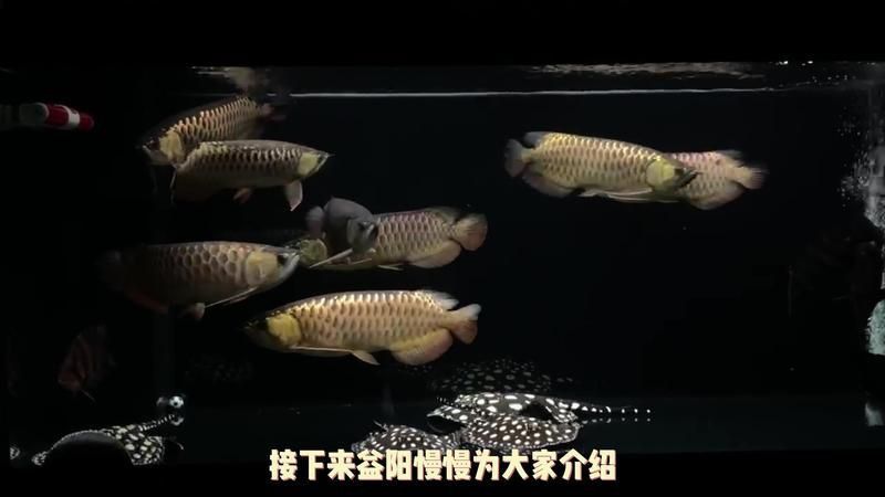 金龍魚飼養成本高嗎？
