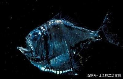 龍魚的英文名叫什么：龍魚飼養的水質要求 龍魚的英文名叫什么：龍魚飼養的水質要求 龍魚百科 第5張