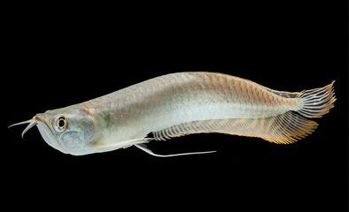 龍魚的英文名叫什么：龍魚飼養的水質要求 龍魚的英文名叫什么：龍魚飼養的水質要求 龍魚百科 第4張