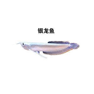 七彩龍魚和銀龍魚的區別（七彩龍魚和銀龍魚在外觀、顏色、觀賞價值等方面存在區別）
