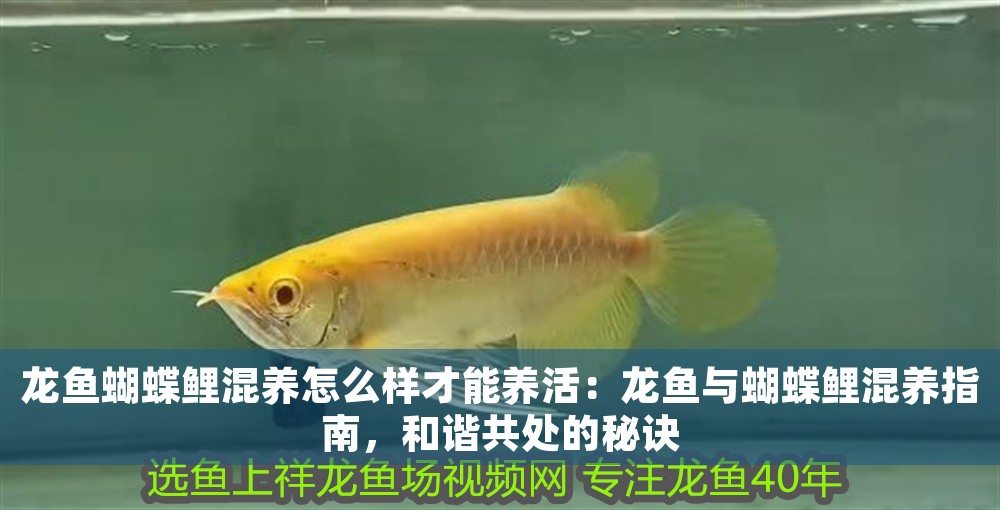 龍魚蝴蝶鯉混養怎么樣才能養活：龍魚與蝴蝶鯉混養指南，和諧共處的秘訣