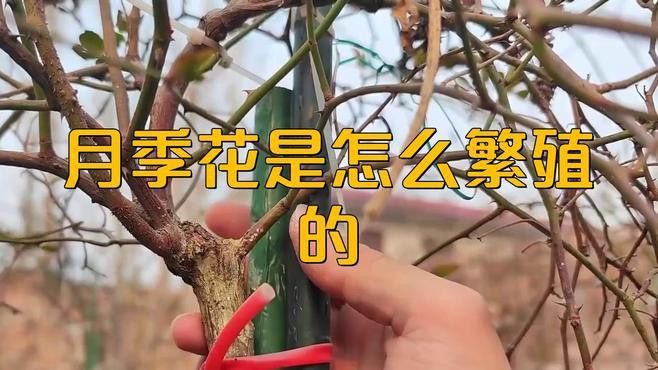 紅龍月季的繁殖方法有哪些？