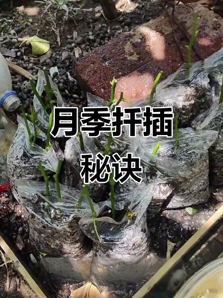 紅龍月季的繁殖方法有哪些？