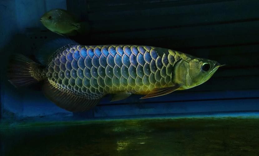 藍底魚缸養金龍魚好嗎圖片欣賞