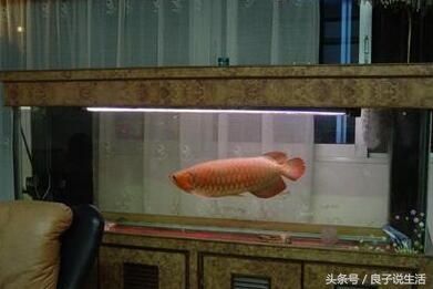 龍魚風(fēng)水講究圖解：有聲書:龍魚風(fēng)水