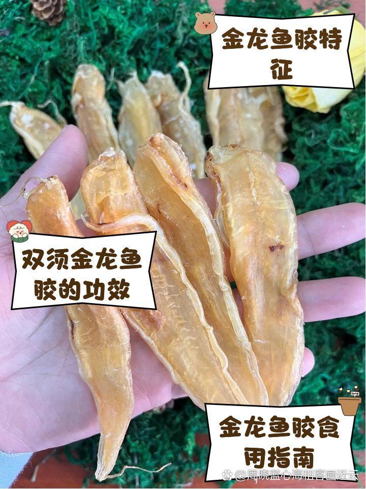雙須金龍膠和金龍膠區別