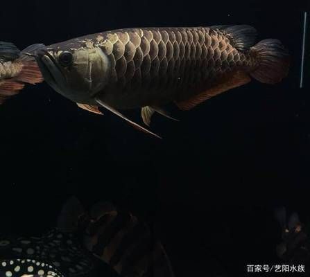 龍魚底色怎么看：如何觀察龍魚的底色