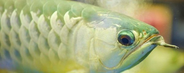 怎么看龍魚吃了七分飽（判斷龍魚是否吃到七分飽，主要通過觀察龍魚的行為和身體狀況進行）