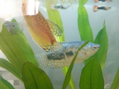 龍魚吐出來的綠色東西是什么原因：龍魚吐出的綠色東西是什么原因
