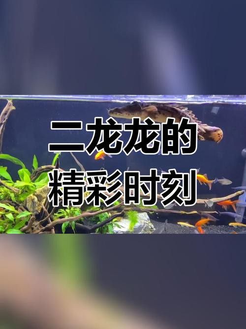 恐龍魚兇猛嗎好養嗎 恐龍魚兇猛嗎好養嗎 龍魚百科 第1張
