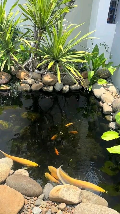 龍魚之家魚缸造景圖片大全 龍魚之家魚缸造景圖片大全 龍魚百科 第18張