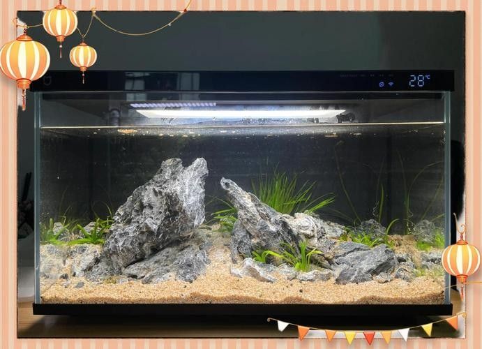 龍魚之家魚缸造景圖片大全 龍魚之家魚缸造景圖片大全 龍魚百科 第32張