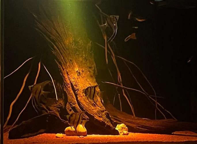 龍魚之家魚缸造景圖片大全 龍魚之家魚缸造景圖片大全 龍魚百科 第30張