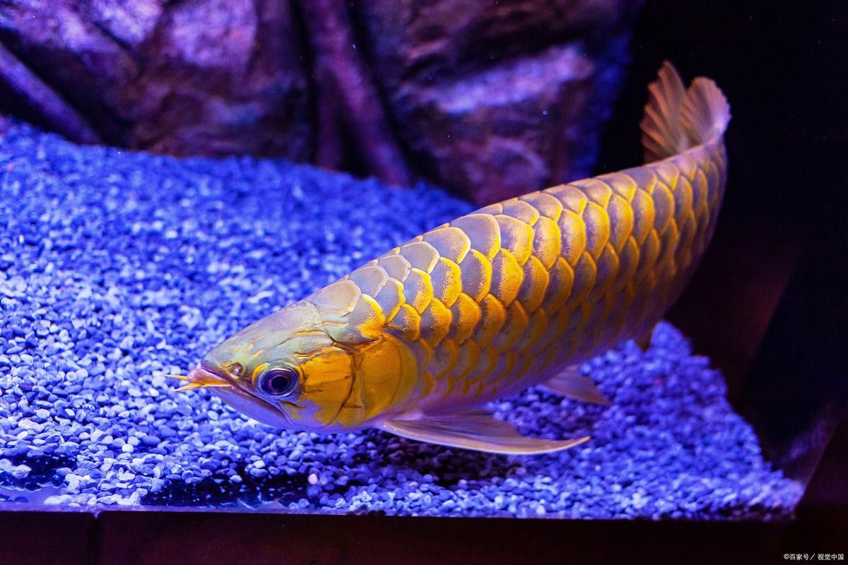 龍魚之家魚缸造景圖片大全 龍魚之家魚缸造景圖片大全 龍魚百科 第23張